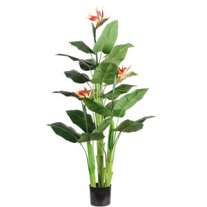 Cây Thiên Điểu Giả cao 150cm 3 thân chưa kèm chậu khách nhé!
