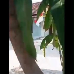 Bibit Tanaman Buah Mangga Kiojay