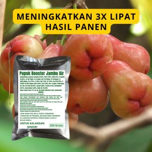 Pupuk Booster Jambu Air: Panduan Lengkap