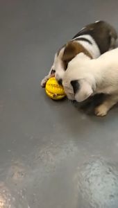 เล่นสุนัข ใส่ ขนม ลูกบอล เชื้อกกัด ตุ๊กตากัด ลูกบอลสุนัข ของเล่นลูกสุนัข เล่น เคียว ทำความสะอาดฟัน