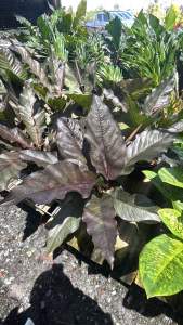 หน้าวัวใบ (Anthurium ‘Red Majesty’) หรือบางคนเรียกว่า หน้าวัวใบดำ ลักษณะเด่นคือ • ใบยาวเรียว ปลายแหลม • สีใบเป็นโทนม่วงดำหรือเขียวเข้มอมแดง • เส้นกลางใบชัดเจน ออกสีแดงหรือม่วง • ดอกเป็นแท่งช่อเช่นเดียวกับหน้าวัวทั่วไป แต่สีม่วงเข้ม เป็นไม้ประดับใบที่