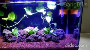 Pasir Malang MERAH 1 kg kilogram Aquascape Aquarium 1kg 1kilogram kilo