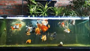 HULX BLACK chính hãng - Thức ăn cao cấp cho cá vàng - Tăng trưởng tối đa tiêu hóa nhanh chóng!