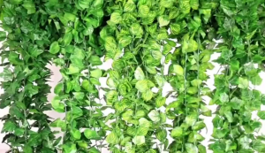 2.4M Artificial Ivy Vine - Fake Green Leaves Plants for Wall Decor (เถาวัลย์ประดิษฐ์ 2.4 เมตร) - Wedding/Home/Garden Decoration ต้นไม้ปลอมตกแต่งผนัง
