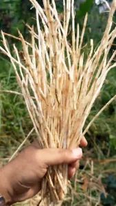 Akar Alang-Alang Segar Bersih Super 800gr