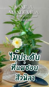 Treeno.9 T247 อมรเบิกฟ้าดอกสีวนิลา Mandevilla Vine ดอกสวย ไม้เลือย พูดเล็ก ความรุ่งเรือง สีสันสดใสกระถาง8นิ้ว