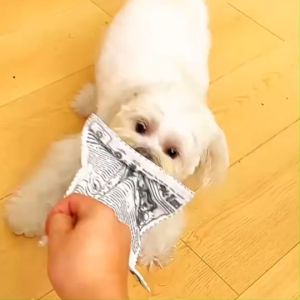 แผ่นกัดสุนัข ของเล่นหมา ของเล่นกระดาษเสียง สําหรับสัตว์เลี้ยง สุนัข ลูกสุนัข สนุกมาก