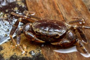 Freshwater Forest Crab/Ornamental fish/Freshwater/Readystock