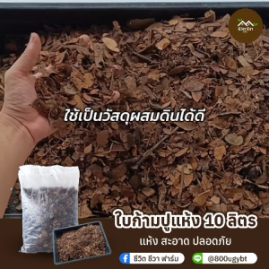 ใบก้ามปูแห้ง ใบก้ามปูร่อนหยาบ ใบจามจุรี ขนาด 10 ลิตร