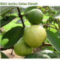 jambu getas merah siap buah. 
