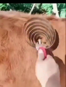 【COD】5/6Putaran Sisir Pembersih Bulu Domba Kambing Horse Hair Comb Garukan Sapi Atau Sir