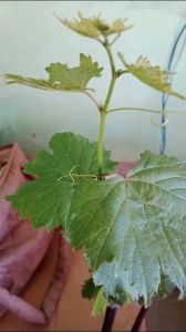 BIBIT ANGGUR IMPORT GOZ-V SIAP TANAM CEPAT BERBUAH