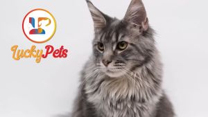 Lucky Pets Agios Win Star Dry Cat Food for All Stage 1kg