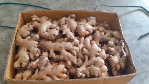 Original Thailand Bentong Old Ginger | Halia Tua Bentong Thailand Halal Original | 泰国文东老姜  AAA 9kg