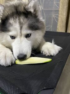 เกรซซีเคร็ด Brown TATOTO ของแท้100% มีอย.ไทย - ปริมาณ 100 บาท