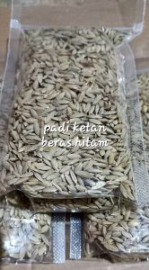 Jual benih padi ketan hitam kualitas pilihan