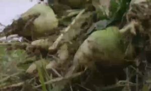 广东新鲜腌制大头菜salted vegetable 3kg