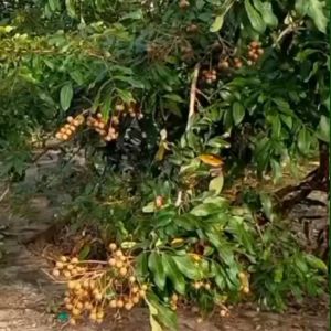 Bibit Buah Kelengkeng Diamond River Keren Buah Manis Daging Tebal Super Murah