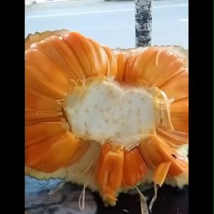 Bibit Tanaman Nangka Merah Asli Terunggul