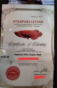 Super Red Kapuas Hulu Import Arowana Live fish