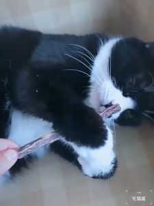 Catnip Matabi Snack Makanan Kucing Kitten Catnip Stick