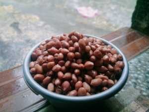 KACANG PRESTO UMPAN MANCING BAWAL