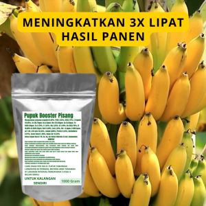 Pupuk Booster Pisang Pelebat Organik Cepat Berbuah Lebat Besar Anti Rontok Pembesar Pisang