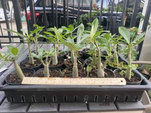 ชวนชวนมเพชรบ้านา อาราบิคั่ม