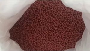 pelet ikan koi sakura 2mm 1kg 5kg 10kg