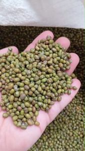 เมล็ดพันธุ์ถั่วเขียว 500 กรัม สำหรับเพาะปลูก และ เพาะปลูก สำหรับการกระจายให้ดูเฉียวงาม