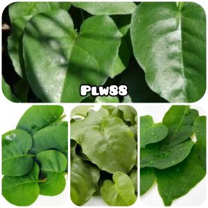 Daun binahong segar / herbal binahong hijau 350 gram