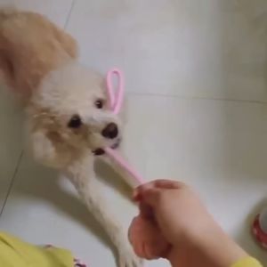 Tali Gigit Mainan Anjing Mainan Kucing Dog Toys