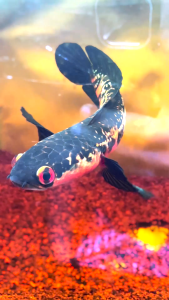 BERRITZ Maggot Kering Vitmax Pro Color Red Yellow Blue Pakan Makanan Ikan Progres Maksimal