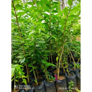 Paket Anting Putri 10 Pohon Tinggi 50 cm Up Hasil Semai