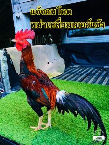 ไข่เชื้อ พม่าจอมโหด แข้งรุนแรง เหลี่ยมดี