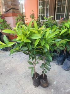 ต้นละมุดสาลี่ยักษ์เวียดนาม/ต้นพันธุ์สูงประมาณ 40-60 cm ครับ