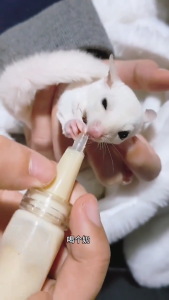 ขวดนมกระรอก 10ml ขวดแก้ว  ขวดนมชูการ์ไกรเดอร์  ขวดนมแฮมสเตอร์ ขวดนมแมว ขวดแก้ว พร้อมจุกปิดกันหก สำหรับสัตว์เลี้ยง หนูแฮมสเตอร์ กระรอก ชูการ์