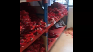 Vòng chỉ ngũ sắc Phúc An đeo tay kết bện thủ công may mắn chống lận đận size cổ tay 12–18cm