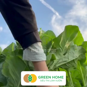Hạt giống rau Cải bó xôi Greenhome gói 20gr~2800 hạt rau Bina sinh trưởng tốt thu hoạch nhanh R07