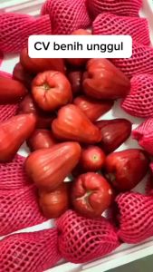 Bibit Jambu Air Madu Merah super okulasi