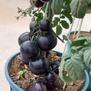 100เมล็ด เมล็ดพันธุ์มะเขือเทศดำ Black Pearl Tomato มะเขือเทศสีดำ มะเขือเทศเชอรี่ สีดำ งอกง่าย โตไวลูดดก สวยแปลก