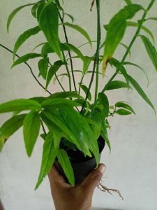 พญายอ เสลดพังพอน(ตัวเมีย) สมุนไพรไทย กระถาง 4 นิ้ว