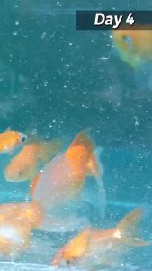 1L Amazon Meds Methylene Blue Aquarium Accessories for Fish Tank Pet Essentials