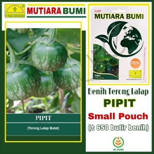 BENIH TERONG LALAP BULAT PIPIT ISI 650 BUTIR BENIH CAP MUTIARA BUMI