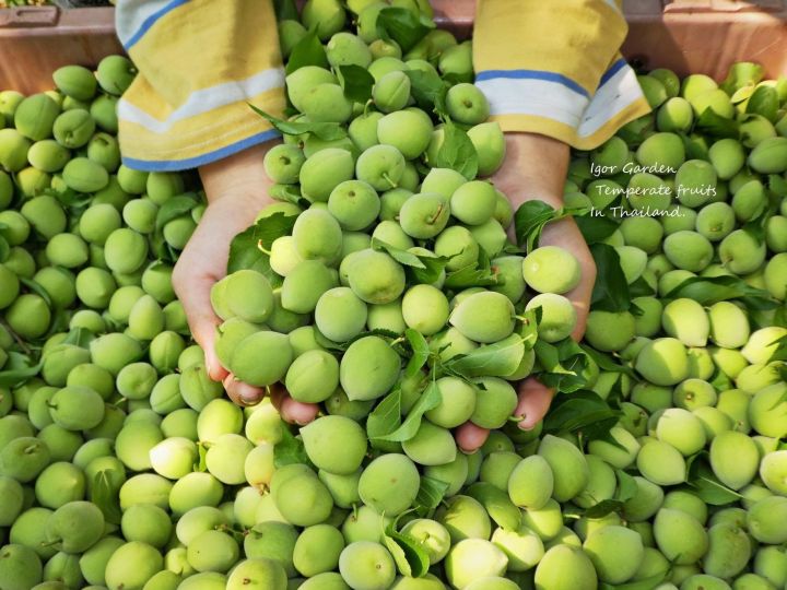 ** เ ปิ ด จ อ ง ** บ๊วยคัดขนาดเหรียญ 2-5 ลูกเปรี้ยวธรรมชาติ 1 กก. 🍋🟩 ...