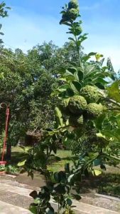 Bibit Jeruk Purut: Tanaman Jeruk Lokal Mudah Tumbuh