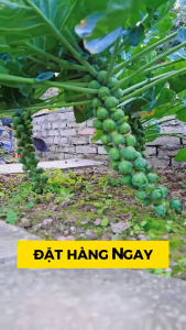 Hạt giống bắp cải tí hon xanh 50 hạt/gói