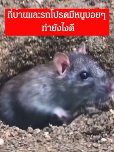 เจลไล่หนู ไล่หนู เจลไล่ ใช้ง่ายไม่ฆ่าหนู สมุนไพรไทย ผลิตจากธรรมชาติ ไม่มีสารเคมี ปลอดภัย สินค้าพร้อมส่งงจากไทย