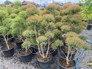 ต้นสนหอม-บอนไซ#มี 2 ขนาดให้เลือดสูง 70-170CM ถอดกระถางส่ง