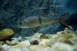 Hampala Barb/Sebarau/Ornamental fish/Freshwater/Readystock